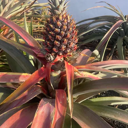 Juan Martin Dom wakacyjny